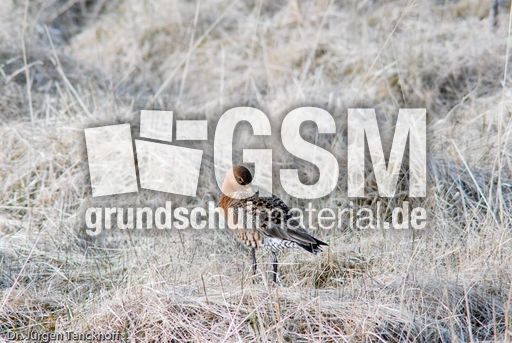 Uferschnepfe (5 von 6).jpg